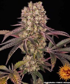 Barney's Farm - Runtz Muffin - (F) - 5 Pack