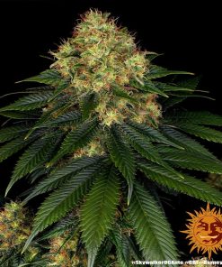 Barney's Farm - Skywalker OG (A) - 5 Pack