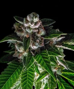 DNA Genetics - Bakers Delight (F) - 3 Seed Pack