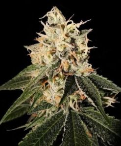 DNA Genetics - Sour Juice (R) (Crockett Family Farms) - 12 Seed Pack