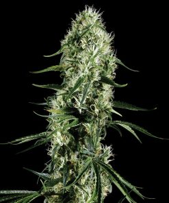 Green House Seed Co. - Super Silver Haze (F) - 5 Seed Pack