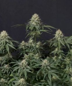 Fastbuds - Tropicana Cookies FAST (F) - 5 Seed Pack