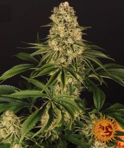 Barney's Farm - Tropicanna Banana - (F) - 5 Pack