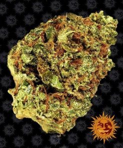 Barney's Farm - Watermelon Zkittlez (A) - 5 Pack