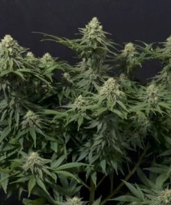 Fastbuds - Wedding Cheesecake FAST (F) - 5 Seed Pack