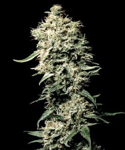 Green House Seed Co. - White Rhino (F) - 5 Seed Pack