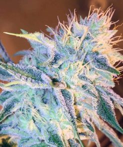 Gorilla Glue #4 Clone