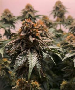 Grandpa's Stash x End Game