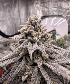 Grape Diamonds x End Game