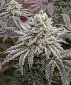 Mandarin Cookies #3 Clone