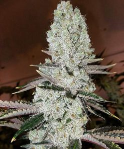 Mandarin Cookies #4 Clone