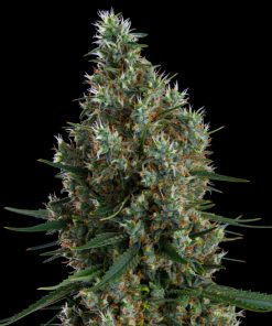 Zweet Insanity Clone